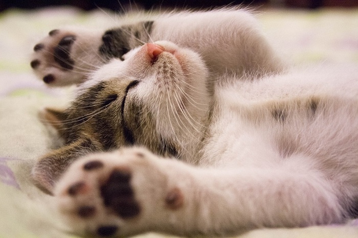 貓咪是很愛乾淨的動物，每天清理貓砂盆也是愛喵的動作之一喔！   圖：寵毛網petsmao資訊平台提供