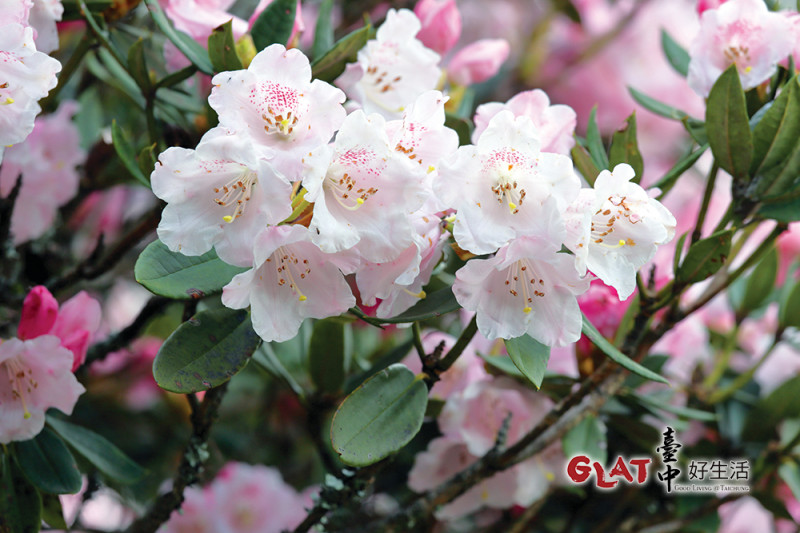 玉山杜鵑小檔案
學名：Rhododendron pseudochrysanthum Hayata
科名：杜鵑花科Ericaceae
產地：台灣特有種，產於中央山脈海拔1,700公尺針闊葉混生林至3,800公尺，森林界線以上形成矮盤灌叢。
特徵：常綠灌木至小喬木，高度可達3公尺，葉橢圓形或長橢圓形，革質。花闊鐘狀，10～20朵叢生枝梢，花色從白色至紅色，花期為4～6月，花梗、花萼及子房均被腺毛。果實大小0.8～1.5公分，呈褐色。
特色：依生長環境可呈現喬木與灌木兩種形態，生命力旺盛，耐貧瘠，不論是陽光充足的開闊地形或透光佳的針葉林，或是岩隙、石質土皆可生長。當混生在冷杉或鐵杉林等高大樹木時，多呈高挺小喬木狀；當混生於低矮的玉山圓柏灌木叢中，或在裸岩峭壁時，則枝椏糾結呈匍匐狀。   圖：沈競辰／攝