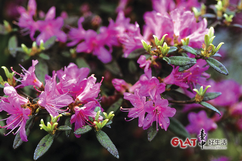 紅毛杜鵑的花色為鮮紫紅，在山上非常引人注目。   圖：沈競辰／攝