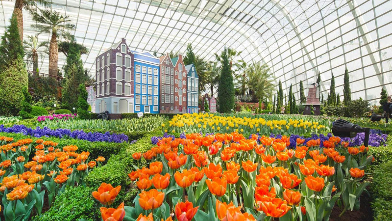 得益於花穹的氣候控制能力，無論是大麗花、鬱金香還是櫻花，都能在新加坡盛開   圖：由Gardens by the Bay提供
