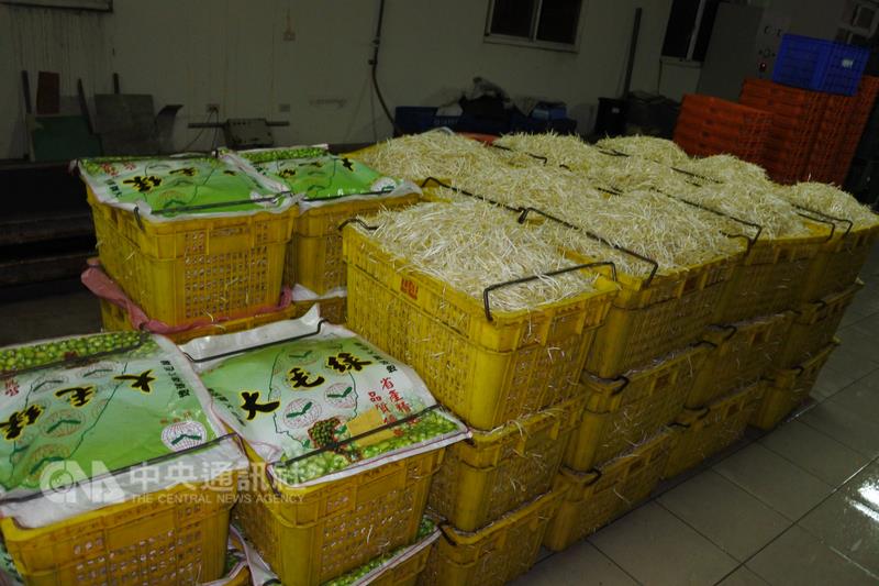 桃園市政府衛生局15日查獲業者以「保險粉」水洗的各式豆芽菜。   圖：中央社(桃園市政府提供)