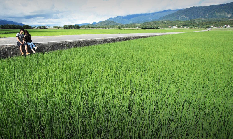 伯朗大道上美麗的稻田風光，被譽為「翠綠的天堂路」   圖：台東觀光旅遊網提供