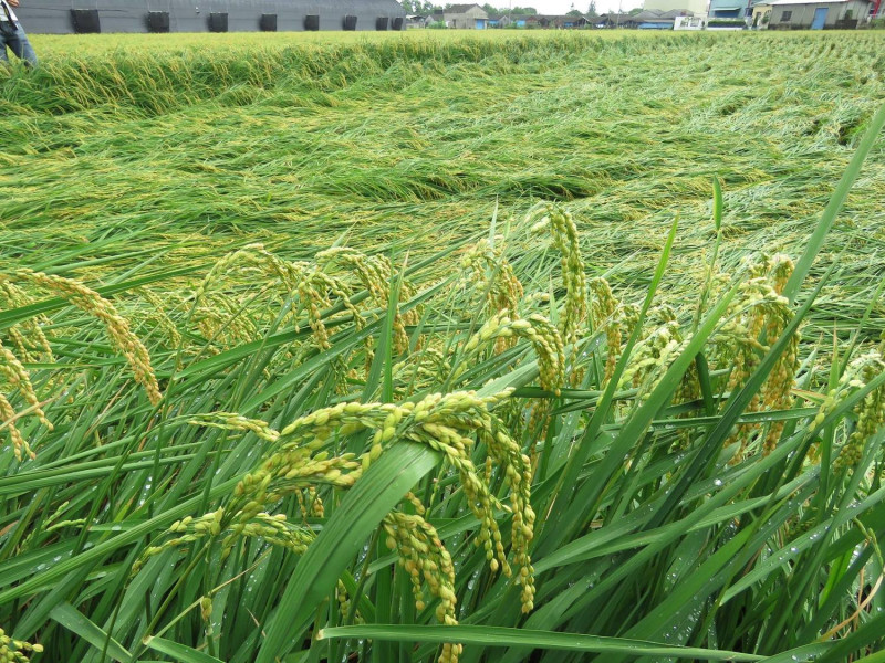 連續豪雨容易造成農損嚴重。圖為稻米因豪雨倒了一大片示意圖。   圖：新頭殼資料畫面