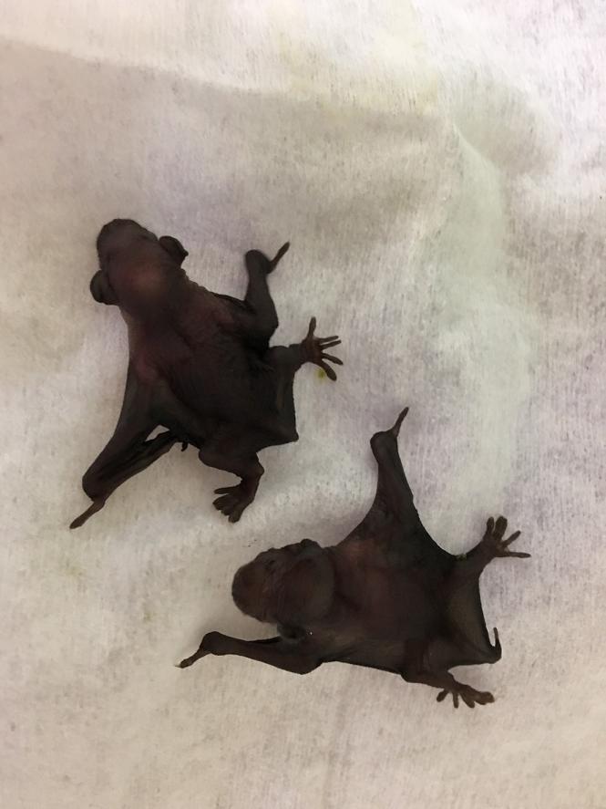 出生不到一周的東亞家蝠幼蝠。   圖：翻攝新北市動保處網站