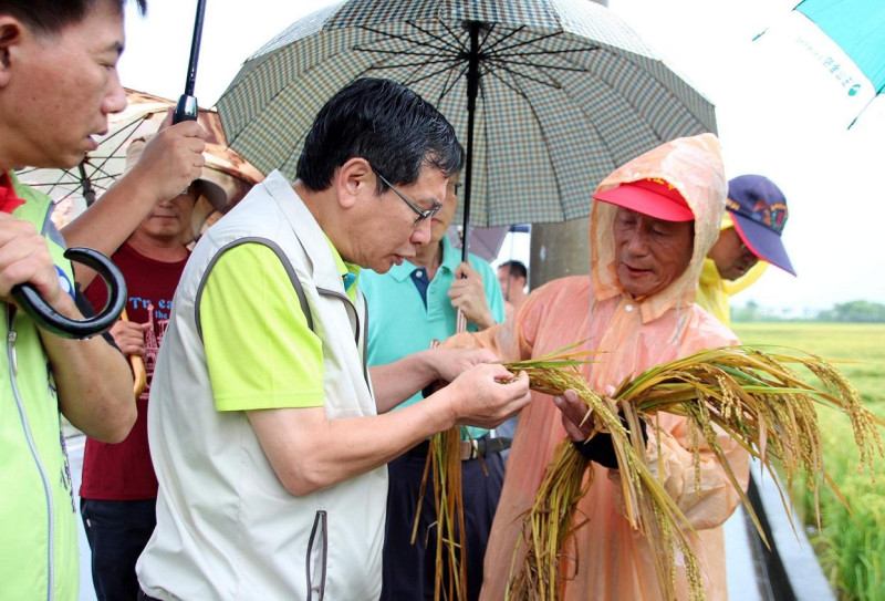 嘉義市長涂醒哲18日慰問水稻因豪雨受損的農民。   圖：嘉義市政府/提供
