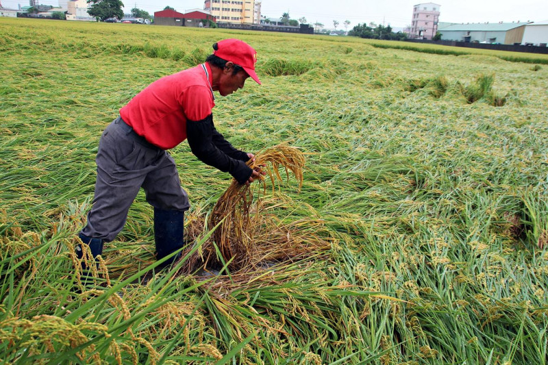 連日豪雨造成水稻受損。   圖：新頭殼資料畫面