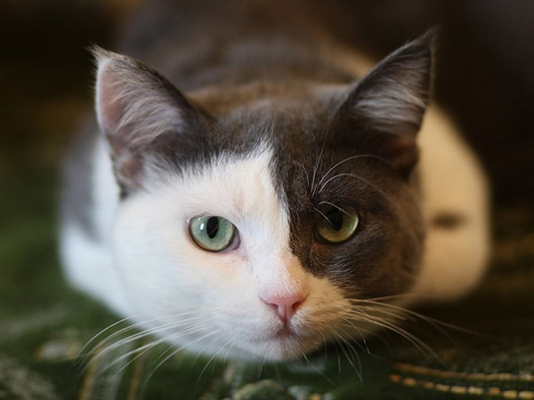 在原本熟悉的環境裡受到驚嚇，喵喵可能就會對現在的空間浮現不安全感，時刻都處在緊繃的情緒裡。   圖：寵毛網petsmao資訊平台提供 