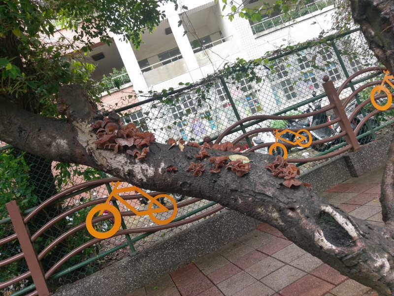 新竹連日大雨，樹木長出許多木耳。   圖：陳施安提供