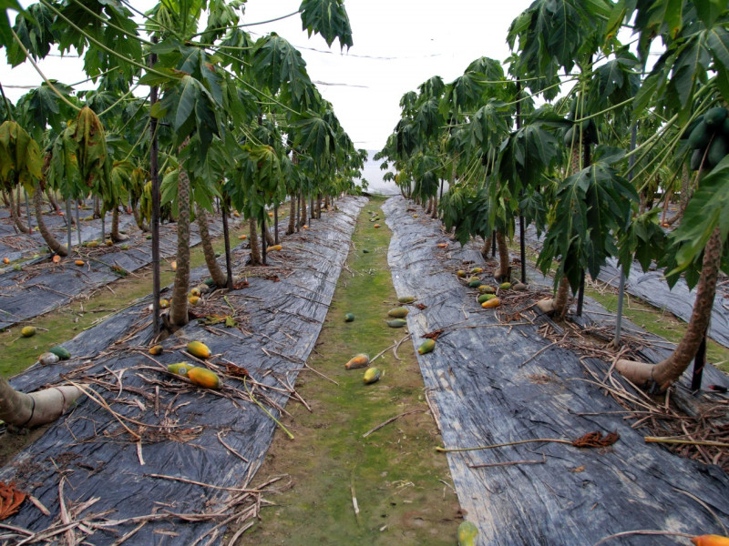 高雄農改場表示，豪雨過後木瓜需清除落果及病果。   圖 : 高雄農改場/提供