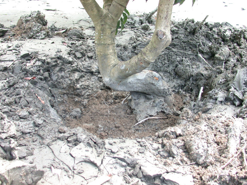 高雄農改場表示，挖除淹埋的泥沙可使植物根部恢復活力。   圖 : 高雄農改場/提供