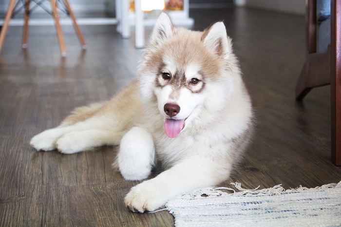 在日常生活給愛犬刷毛時，一定要留意檢查狗狗身體是否有異常。   圖：寵毛網petsmao資訊平台提供