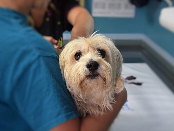 如果發現狗狗的皮膚有異常，建議要馬上帶去動物醫院讓獸醫診斷喔！   圖：寵毛網petsmao資訊平台提供