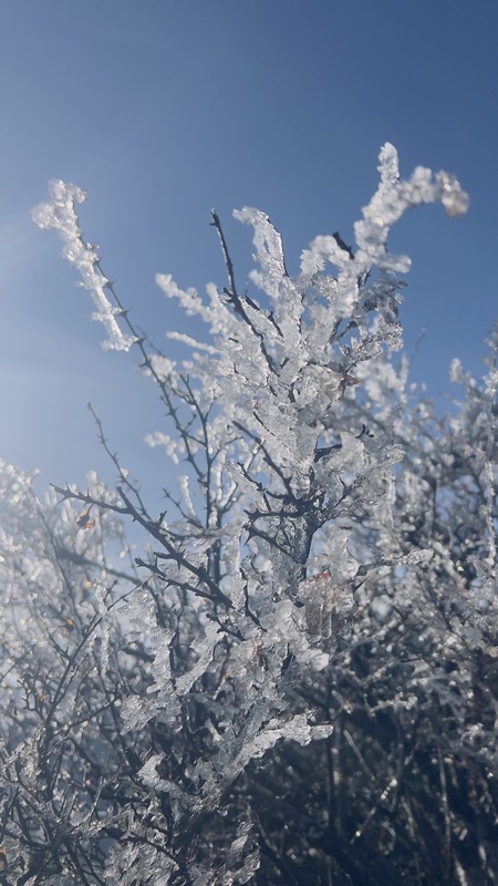 玉山枝枒上也因低溫結冰，像長出晶瑩剔透的樹葉般非常漂亮。   圖：中央氣象署／提供