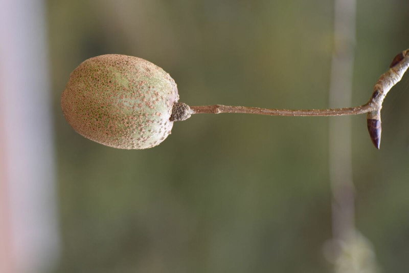 鴿子樹果實為長卵圓形核果，狀似乒乓球大小的獼猴桃。   圖：林試所／提供
