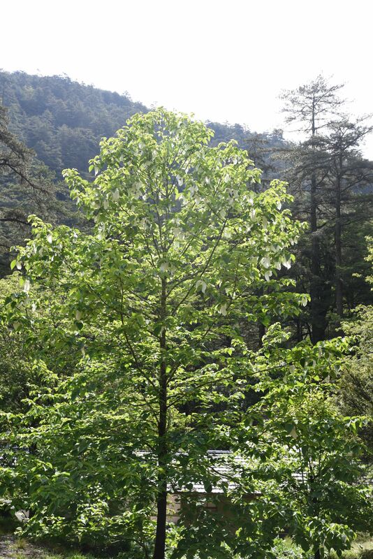 畢祿溪的鴿子樹花朵盛開   圖：林試所／提供