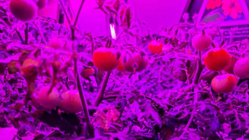 NASA 將蔬菜生產系統（Veggie）送到國際太空站，並成功種植出矮紅羅賓番茄（Red Robin dwarf tomato）。   圖 : 翻攝自NASA官網