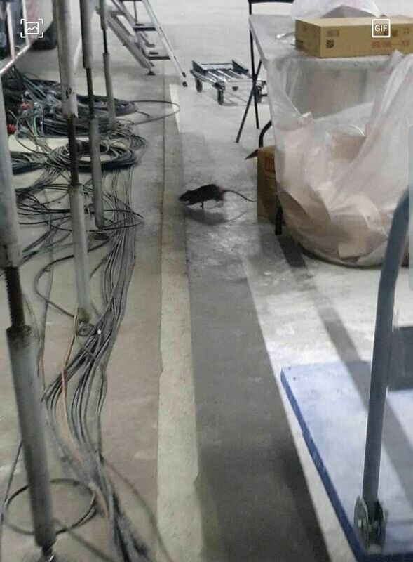 老鼠出沒在台北大巨蛋地下室轉播區   圖:許淑華臉書