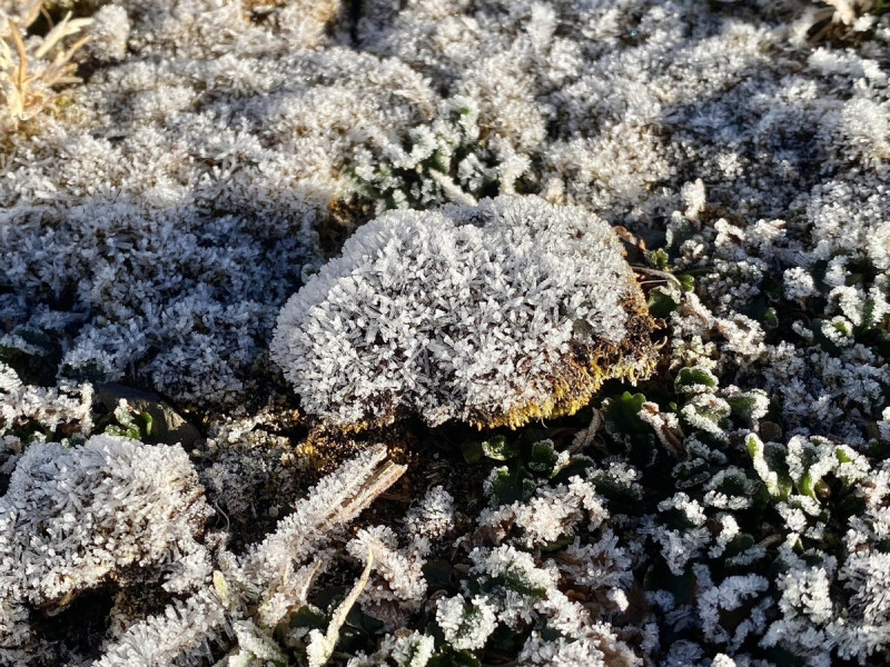 今(18)日玉山雖然尚未下雪，但植物表面都已結霜。   圖：中央氣象署／提供