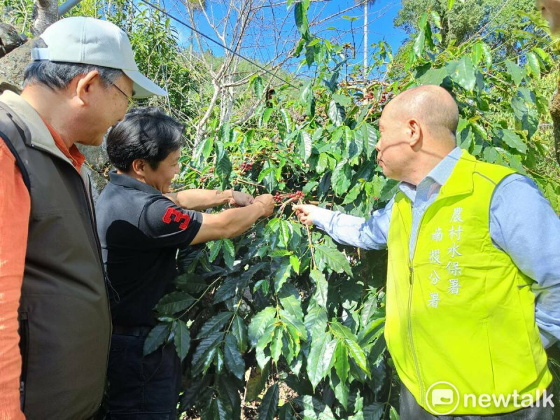 古峰咖啡莊園主人賴彥合示範採摘咖啡豆正確方法。   唐復年/攝