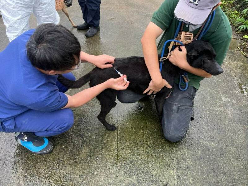 犬隻預防注射。 圖:新北市動保處/提供