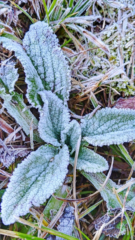 林業署表示，在寒流來襲幾天，仍有機會看到飄雪情景。   圖：翻攝自農業部林業及自然保育署台中分署官網