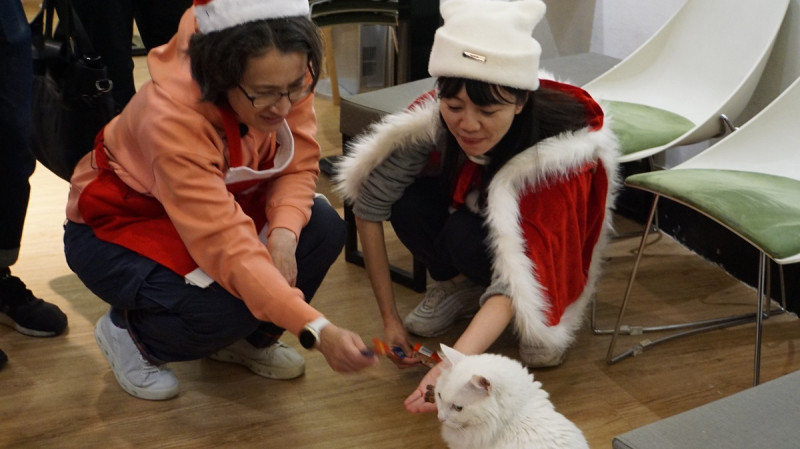 蕭美琴與高嘉瑜兩人拿著肉棒要餵食躲在椅子下的貓咪。   圖：林朝億/攝