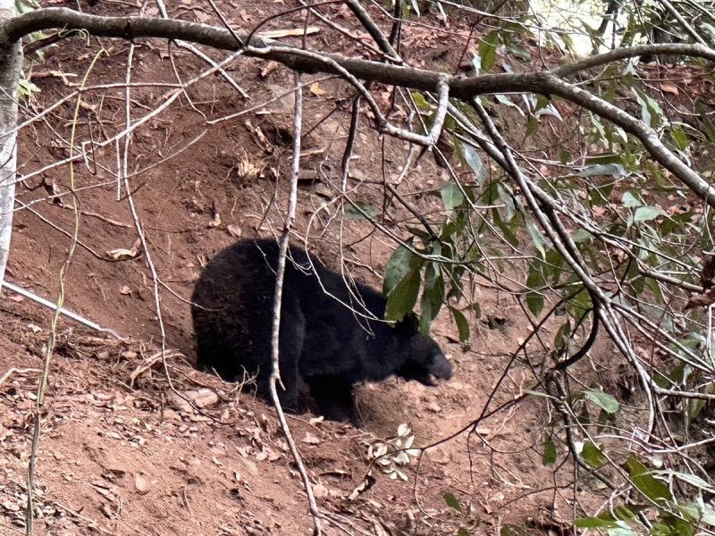昨(26)日台中梨山地區的松茂林道旁就發現有黑熊受困，目前已救援成功。   圖：林業署台中分署／提供