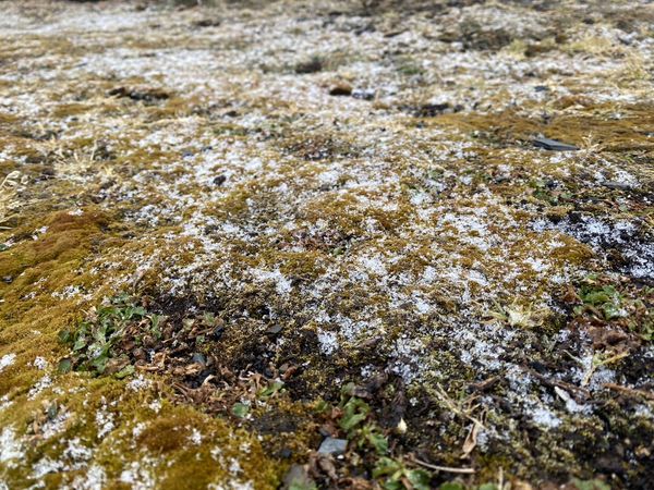 玉山北峰今晨飄雪。   玉山北峰今晨飄雪。