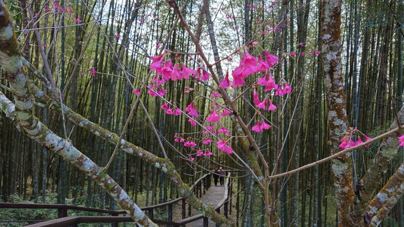 阿里山公路處處可見櫻花。   圖 : 中央社