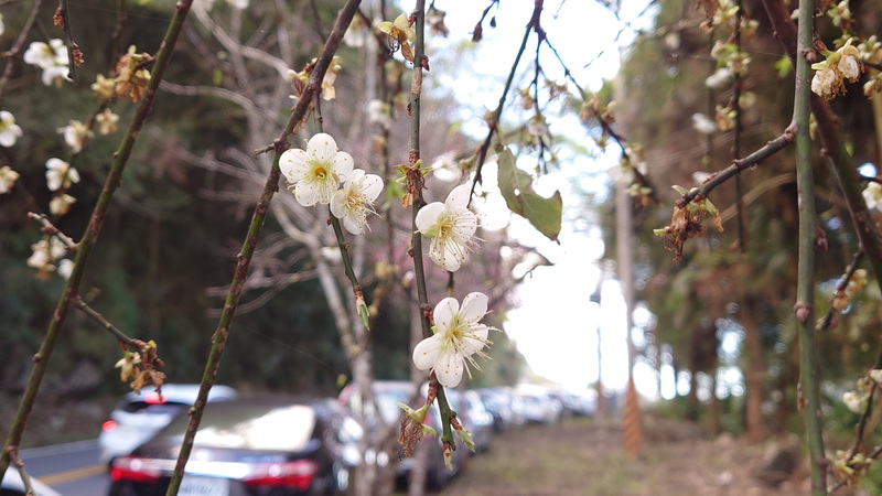 阿里山公路的梅花。   圖 : 中央社