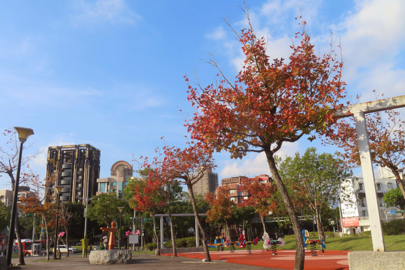 士林4號廣場楓香轉紅。   圖：翻攝自台北市立公園處官網