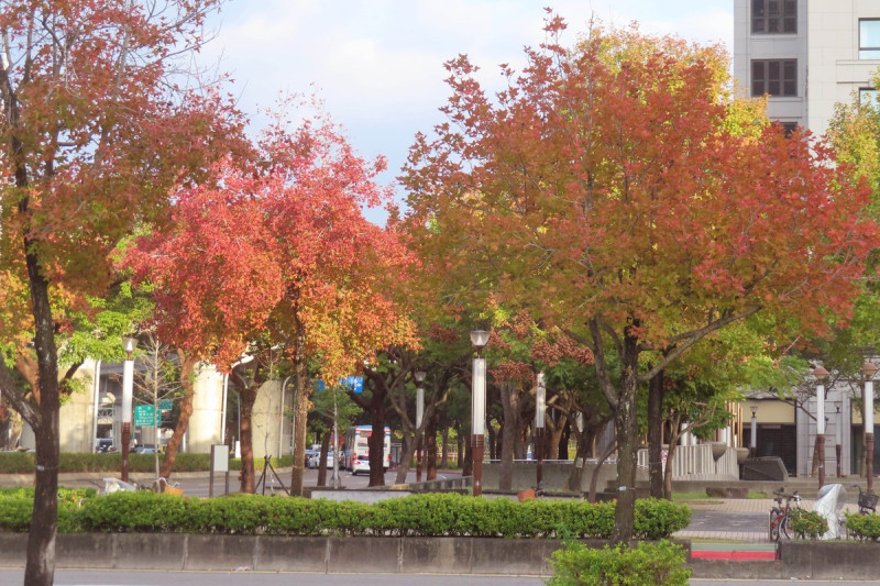 公園與行道樹中常見楓香與青楓，其中青楓屬楓科，是狹義上真正的楓樹。   圖：翻攝自台北市立公園處官網