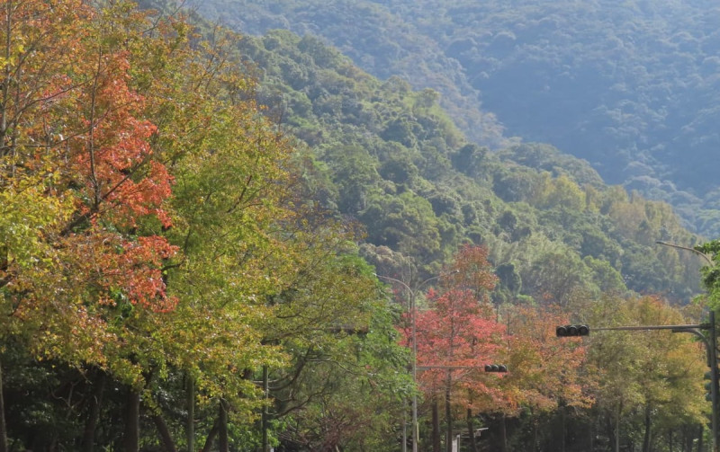 至善路三段楓香陸續轉紅。   圖：翻攝自台北市立公園處官網