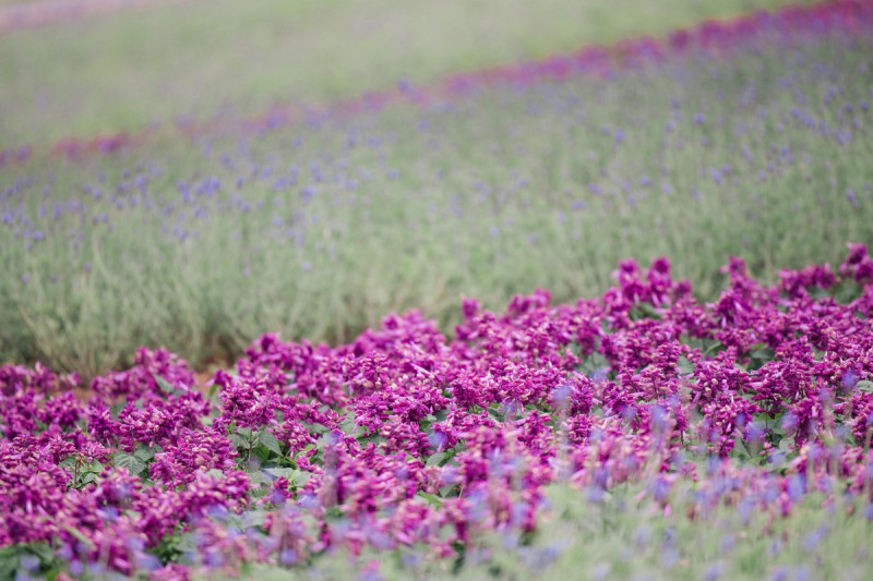 最受歡迎的紫色薰衣草。   圖：翻攝自台北市立公園處官網