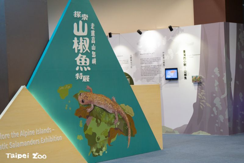 台北市立動物園將於1月27日起展超山椒魚特展，為期一年。   圖：台北市立動物園／提供