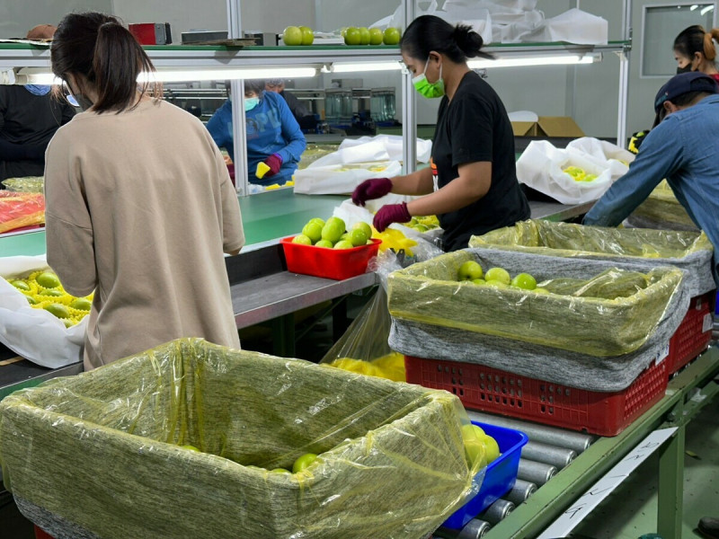 蜜棗進行低溫處理準備銷往日本。   圖：屏東縣政府農業產銷科／提供