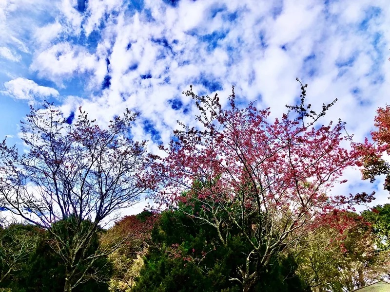 大雪山收費站嫣紅的山櫻花綻放中，帶來春天到來的氣息。   圖：林業及自然保育署台中分署／提供