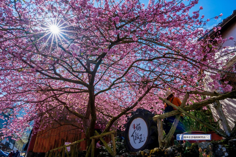 樟樹湖位於169縣道，最近的景點是奮起湖，可以從台18線阿里山公路石棹經奮起湖到這裡。   圖：取自漫步在雲端的阿里山