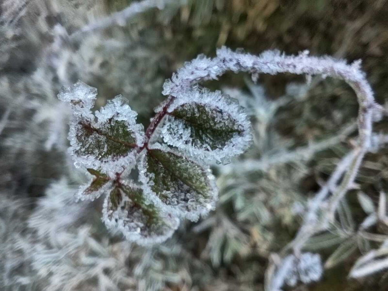 玉山塔塔加路面、植物都裹上了「白色糖霜」相當吸睛。   圖：取自玉山國家公園