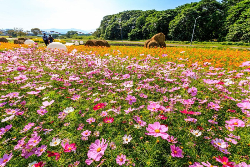 古亭河濱花海多達49個稻草捆讓賞花拍照更有特點。   圖：台北市政府工務局水利工程處／提供