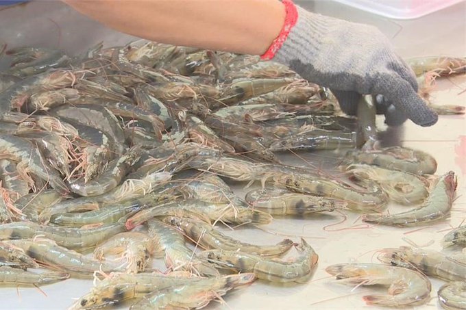 中國向宏都拉斯收購白蝦的價格不到台灣的一半！近日傳出宏都拉斯蝦農拒絕賣給中國，並開始反對政府的親中政策。   圖：翻攝自 KenLee89698459 X帳號