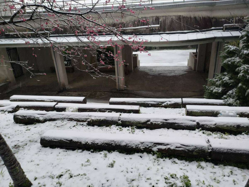 東眼山睽違８年下雪，雪景與園區內的櫻花相呼應，非常漂亮。   圖：取自林業署新竹分署