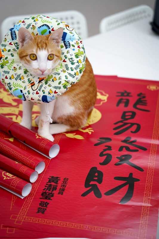  黃瀞瑩愛貓「黃凍蒜先生」也祝福大家今年都能順利脫單，脫單的都可以「龍易發財」！ 圖：取自 黃瀞瑩 臉書 