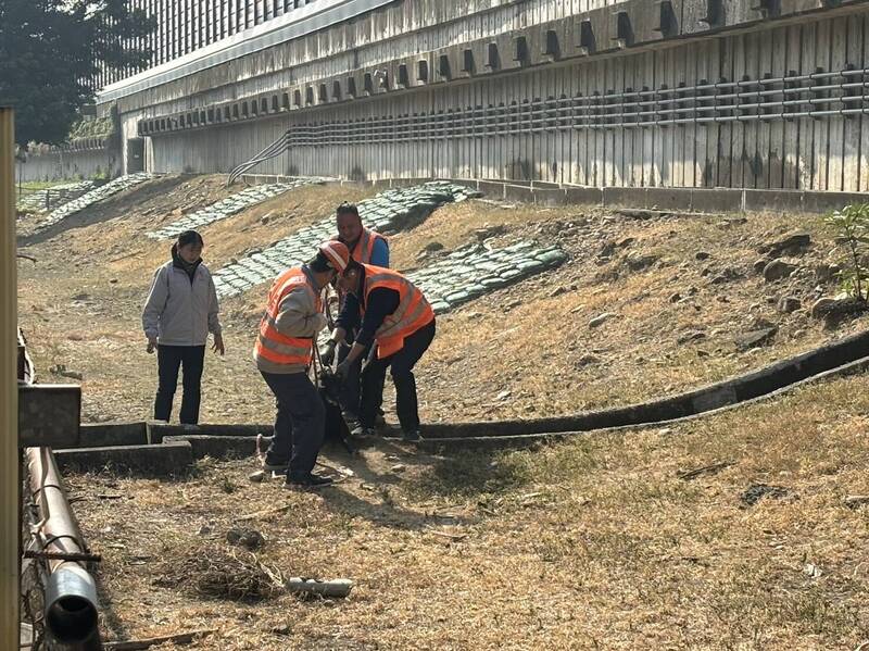 高雄鳳山高速公路涵洞邊坡旁變羊群牧場，高公局南分局已會同市府動保處到場處理。   圖：高公局南分局／提供