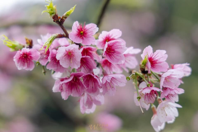 三色櫻可以見到粉色、米色與桃紅花朵。   圖：取自三峽大熊櫻花林臉書