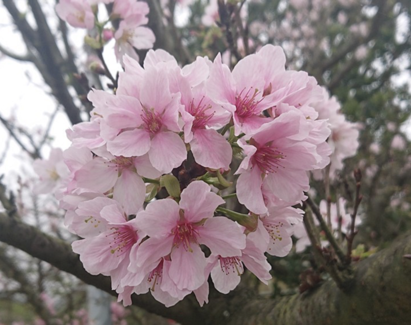 吉野櫻花花朵較大且粉白。   圖：取自三芝區公所