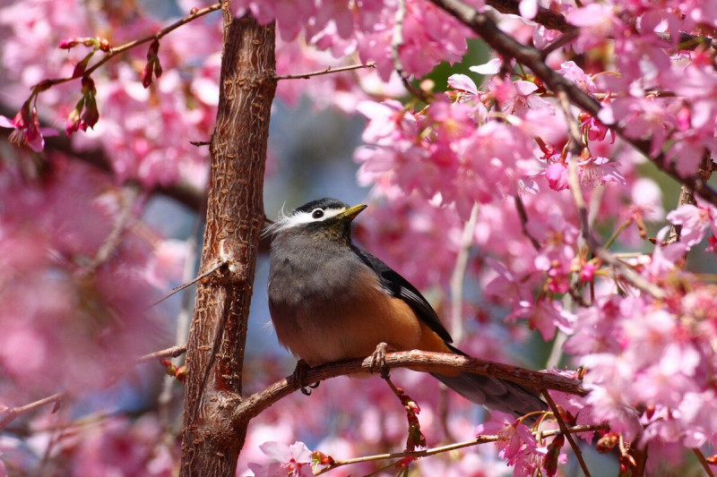 雪霸國家公園武陵農場的櫻花。   圖：張燕伶/攝（內政部提供）