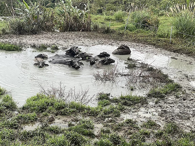 現在牛隻移送到長濱鄉飼養，台東好山、好水，牛隻一邊吃草、一邊看海，適應非常良好。   圖：新北市高灘處／提供