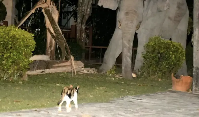 泰國一隻3歲小貓日前遇到4噸重野象闖入家園，沒想到小貓竟勇敢地挺身而出，站在大象面前守護地盤，最終更成功擊退野象。   圖：翻攝自ViralPress / SWNS