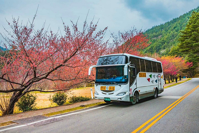 taichung-go套票，武陵花季交通聯票包含48小時公車套票、市公車865路保留席梨山武陵。   台中市政府/提供
